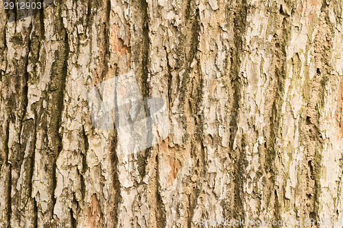 Image of Bark of Elm