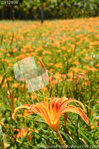 Image of Tiger lily