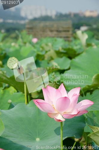 Image of Lotus flower