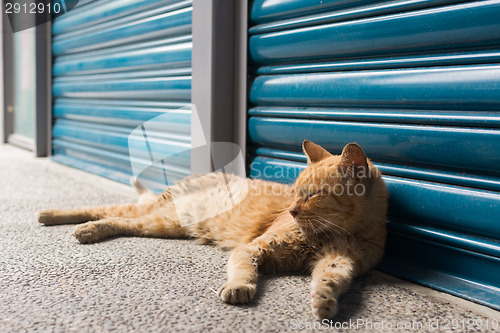 Image of Cat lying to rest.