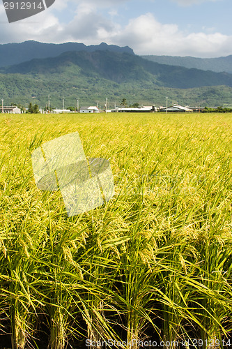 Image of Golden rural scenery