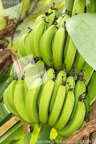 Image of Bunch of ripening bananas