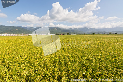 Image of Golden rural scenery