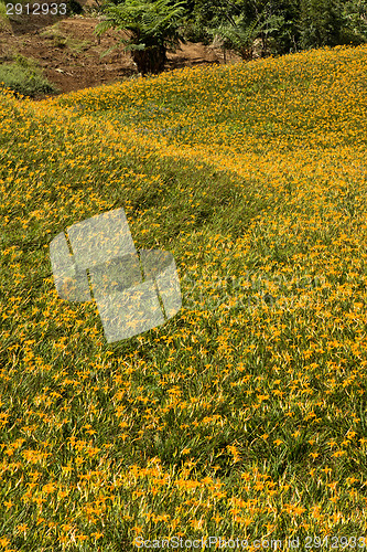 Image of Field of tiger lily