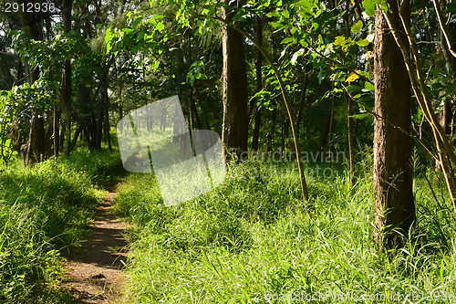 Image of Taitung Forest Park