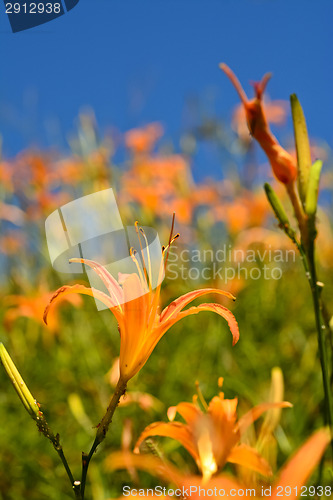 Image of Tiger lily