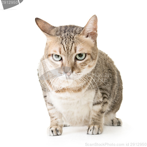 Image of tabby cat