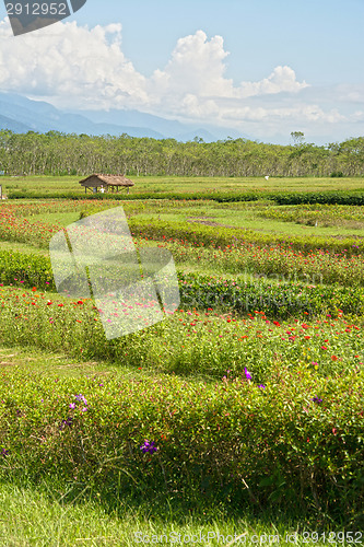 Image of Flowerbed