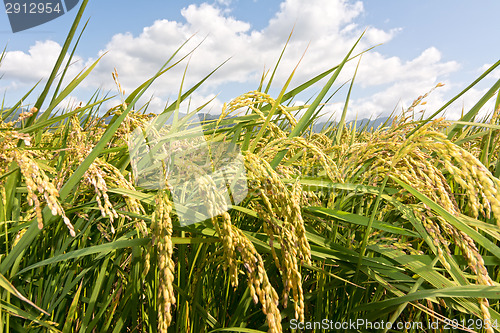 Image of Rural scenery of paddy