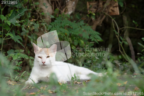 Image of cat on ground