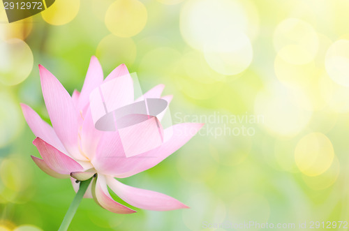 Image of Lotus flower