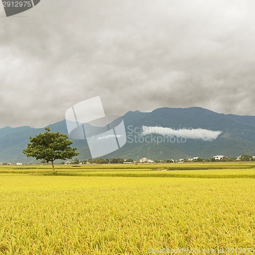 Image of Golden rural scenery
