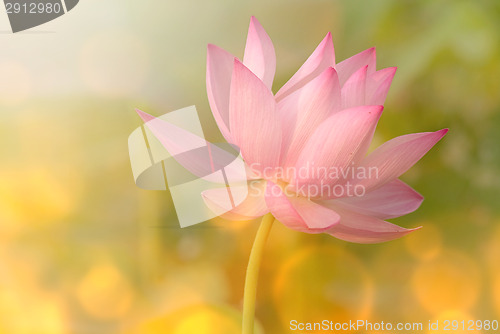 Image of lotus