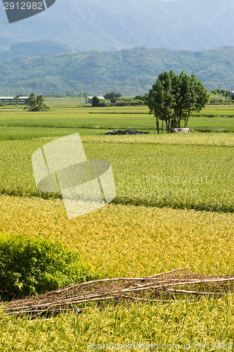 Image of Golden rural scenery