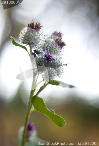 Image of Thistle