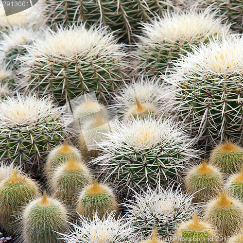 Image of Cactus