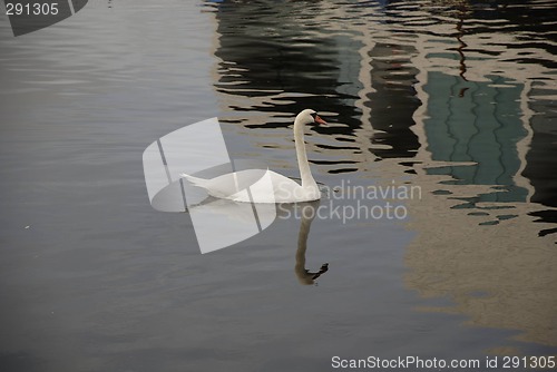 Image of The swan