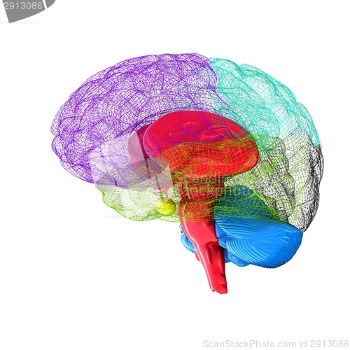 Image of Creative concept of the human brain