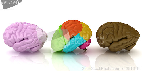 Image of Human brains