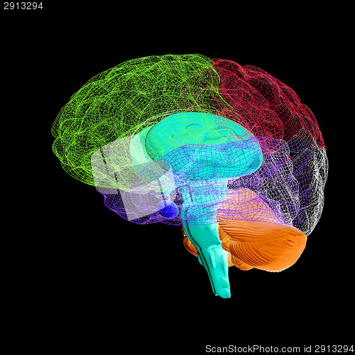 Image of Creative concept of the human brain