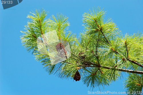 Image of White Pine Branch