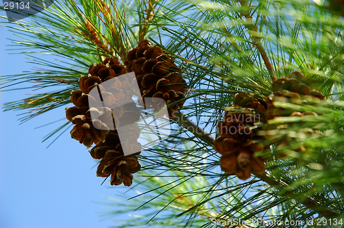 Image of Pine Cones