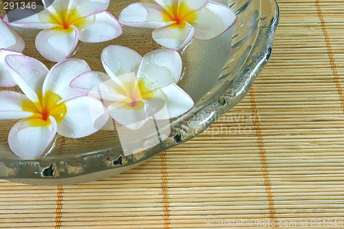 Image of frangipane flowers