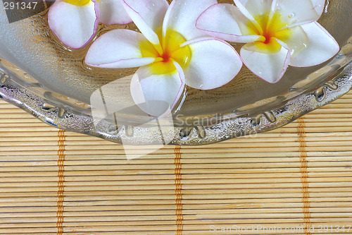 Image of frangipane flowers