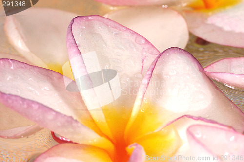 Image of flower
