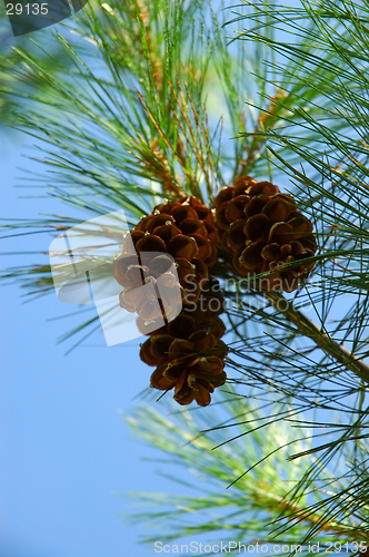 Image of Pine Cones 2