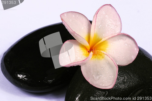 Image of frangipane flower