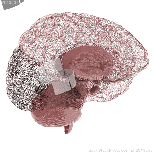 Image of Creative concept of the human brain