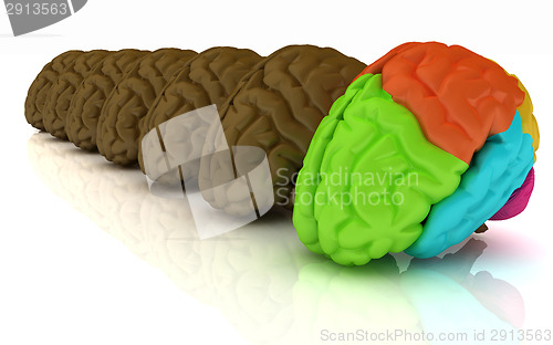 Image of Human brains