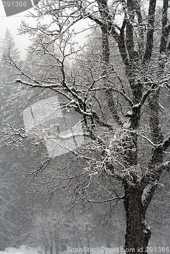 Image of snow tree