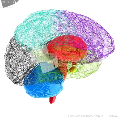 Image of Creative concept of the human brain