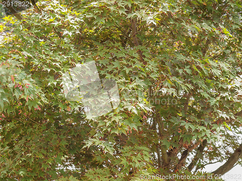 Image of Leaves background