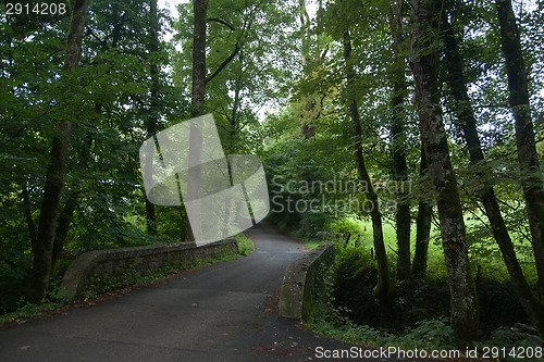 Image of France Savoie forest walks