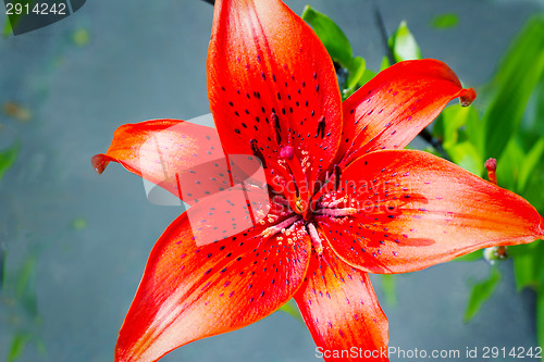 Image of Flower of a red lily on a blue background.