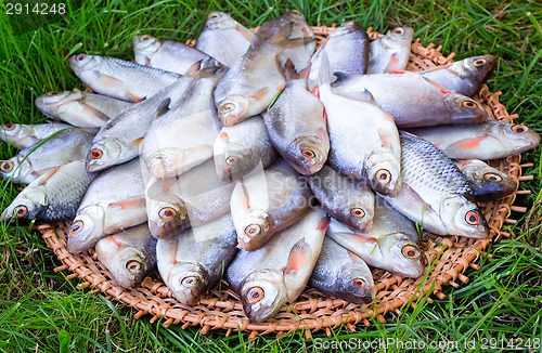 Image of River fish (carp) and the greens on a round dish.