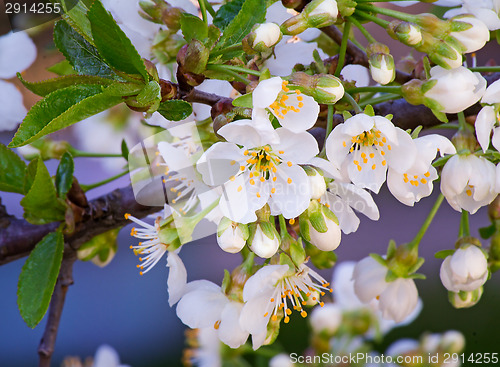 Image of Branch of blossoming cherry against the blue sky.