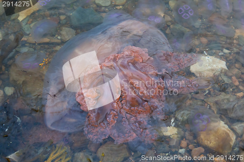 Image of Small jellyfish on a beach