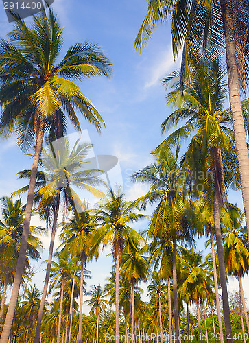 Image of Palm tree 