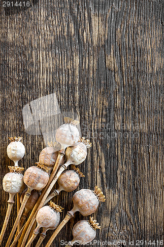 Image of Poppy heads