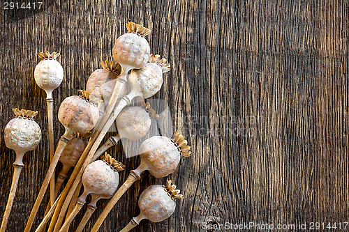 Image of Poppy heads