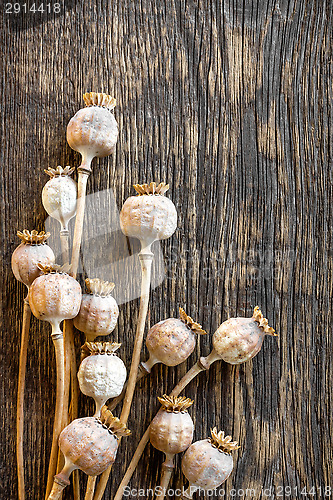 Image of Poppy heads