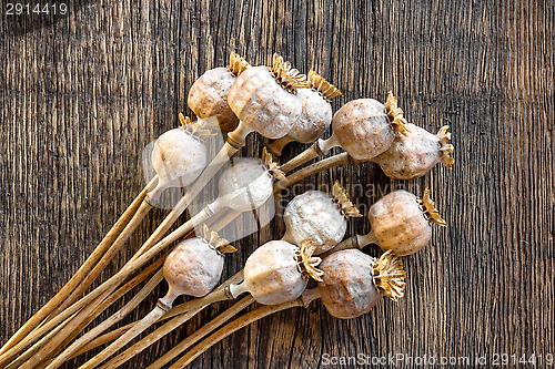 Image of Poppy heads