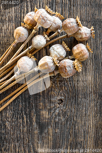 Image of Poppy heads