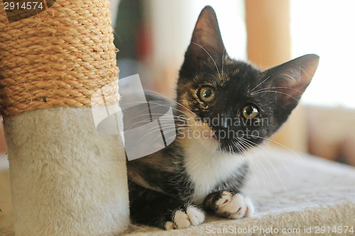 Image of Baby Cat Sitting on Play Tower in Natural Light