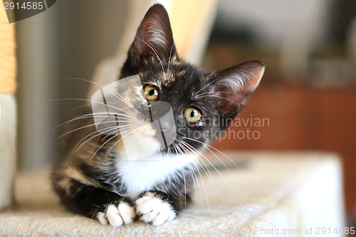 Image of Baby Cat Sitting on Play Tower in Natural Light