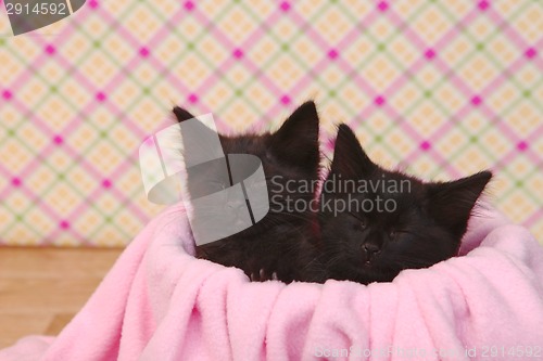 Image of Cute Black Kittens on Pink Pretty Background